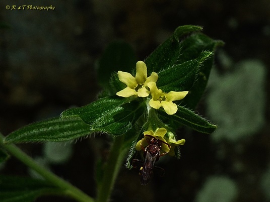 {Lithospermum tuberosum}